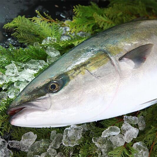 磯釣竿推薦_鰤魚