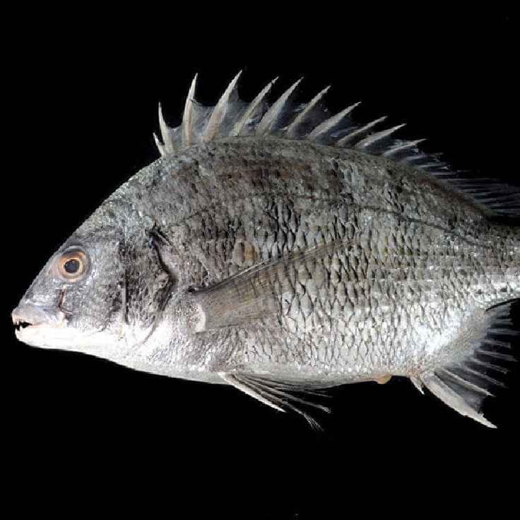 磯釣竿推薦_黑鯛